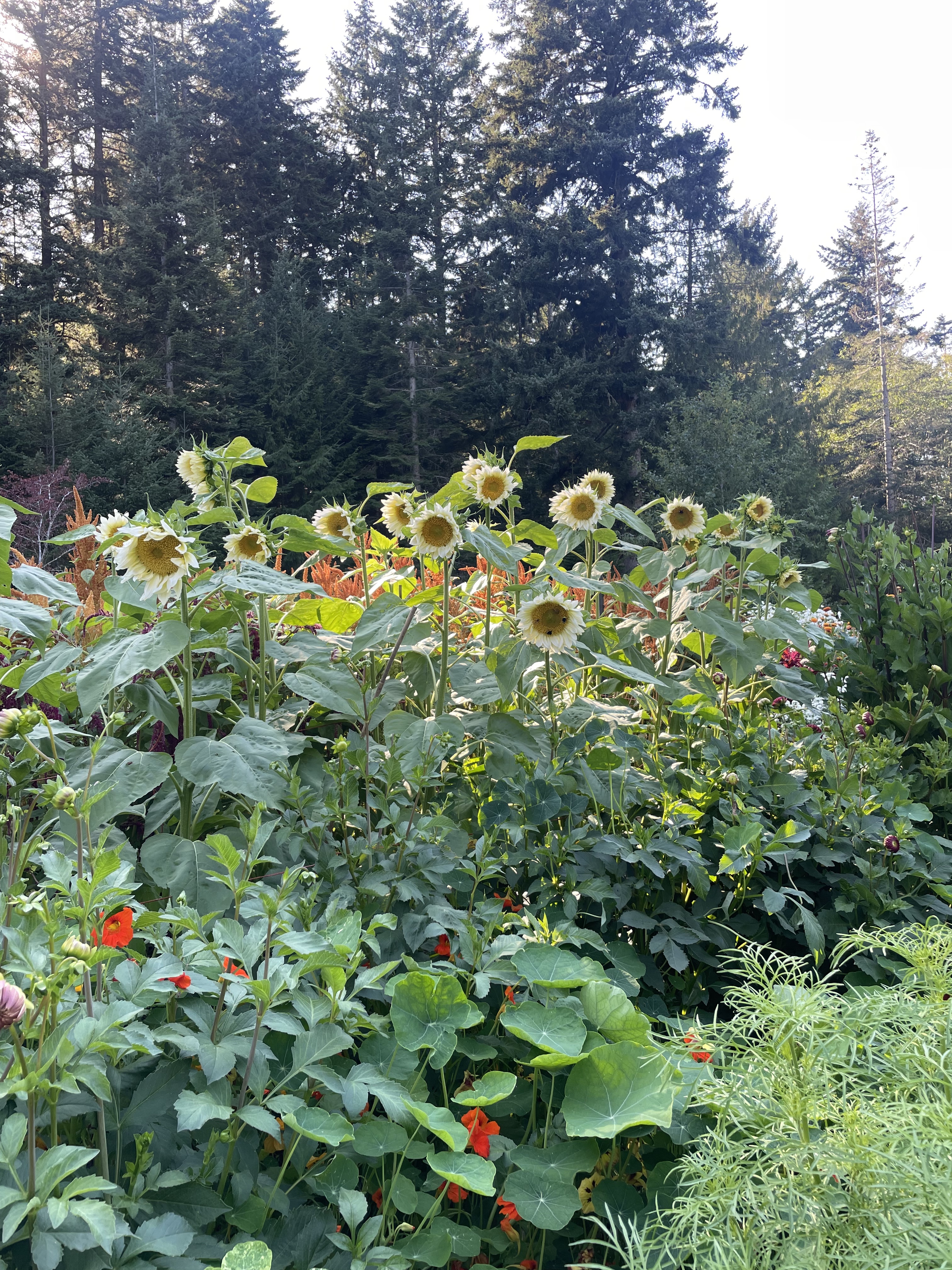 97e56f1d 4cfe 4269 8f61 194b7ccafcb9